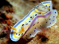 Nudibranch, Chromodoris geminus. Picture taken on the sec... by Anouk Houben 